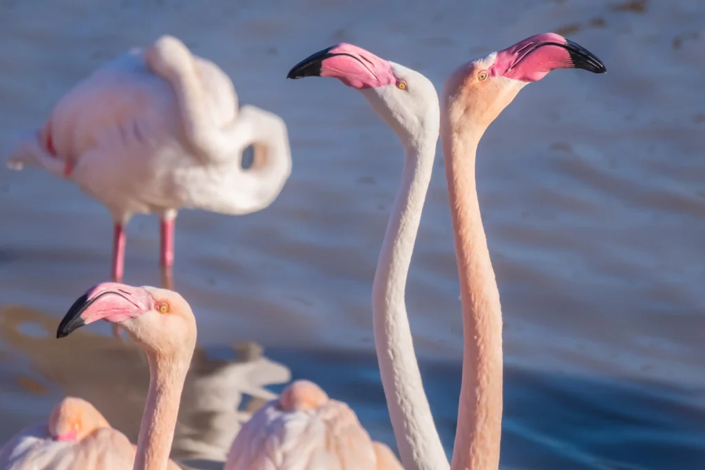 Flamingos at the la salinas in Calpe