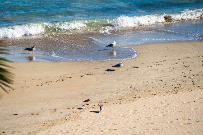 Close-up view of La Fossa Beach in Calpe with sandy shoreline, small waves, seabirds and Mediterranean Sea