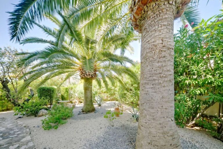 Garden with palm tree and Mediterranean planting at a second line villa near Puerto Blanco in Calpe.