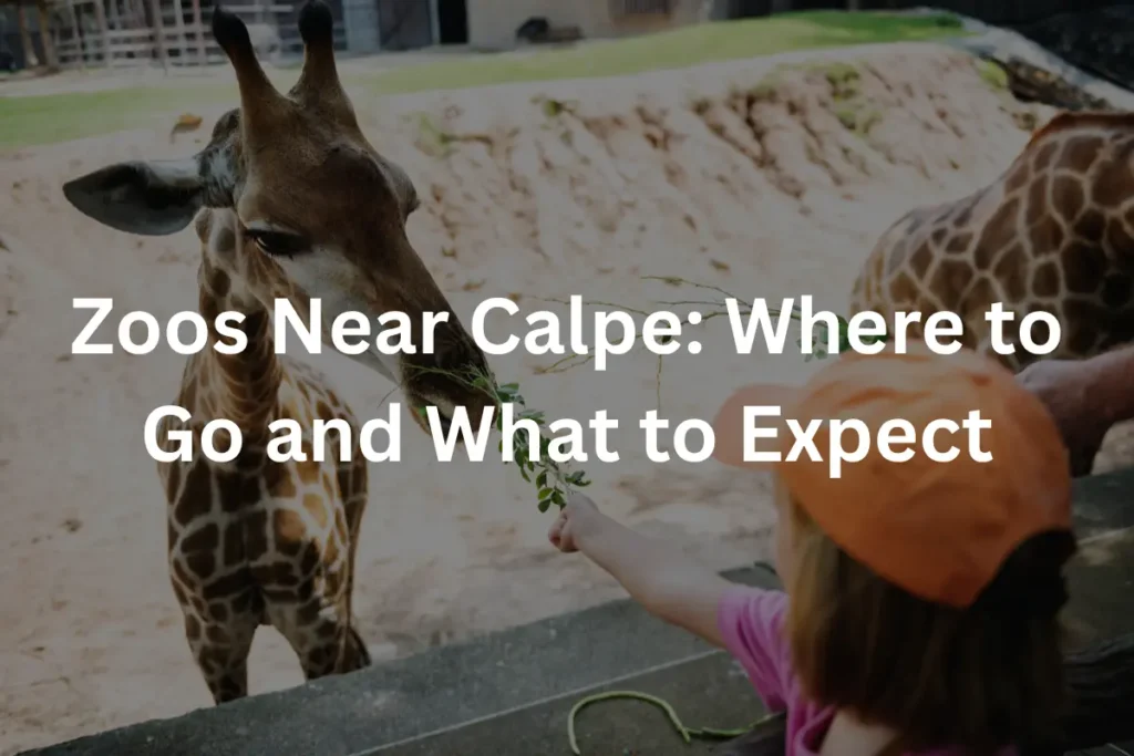 Zoos Near Calpe: Where to Go and What to Expect