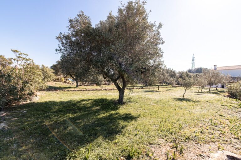 Garden at a renovated finca near Teulada and Moraira with fruit trees, open lawn, olive tree and peaceful countryside setting