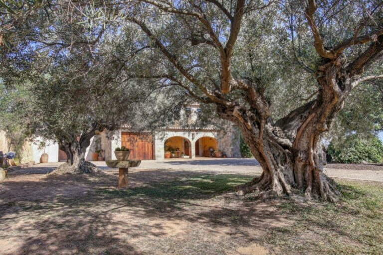 Mature garden at a rustic Mediterranean estate near Moraira with large olive trees, natural shade, stone exterior and private countryside setting